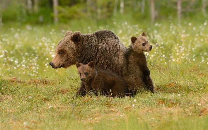 los osos, la familia, los oseznos, la hierba verde, la vida silvestre
