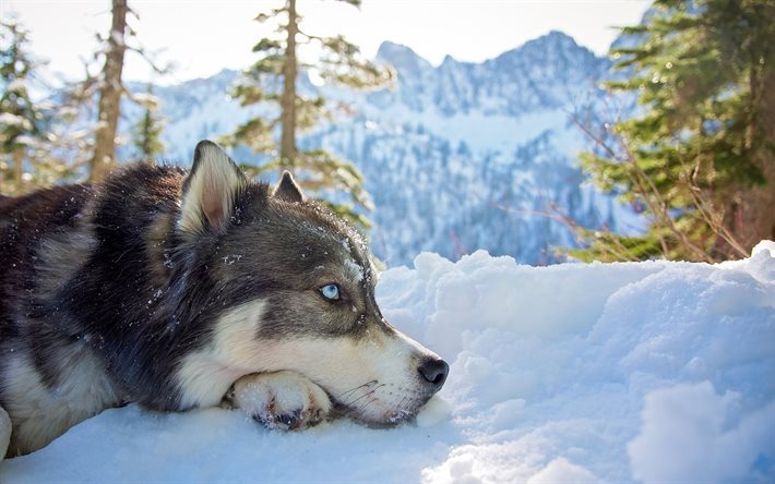 husky, winter, mountains, blue eyes, snow, dogs