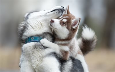 husky, mom and cub, cute dogs, pets, brown husky, puppy, dogs