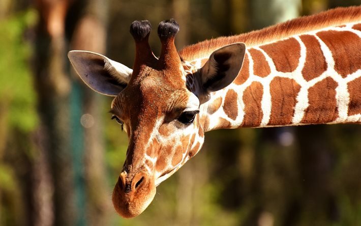 Giraff, Afrikanska djur, l&#229;ng hals, zoo