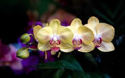 keltaiset orkideat, trooppiset kukat, orkidean oksa, keltaiset kukat, orkideat, tausta keltaisilla orkideoilla