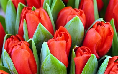 tulipas vermelhas, flores da primavera, fundo com tulipas, fundo de flores da primavera, tulipas