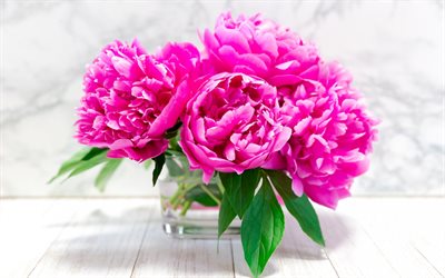 bouquet di peonie rosa, bellissimo bouquet rosa, peonie, sfondo con peonie, fiori primaverili, peonie rosa