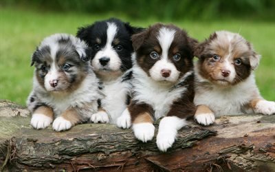 Australian Shepherd, small puppies, 4k, cute animals, quartet, different colors, aussie puppies