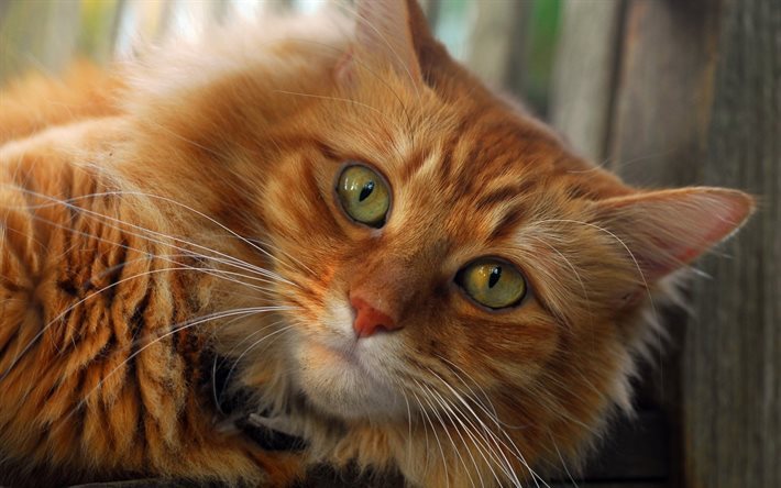 ginger cat, green eyes, cat, cats