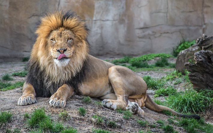 lejon, zoo, rovdjur