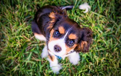 Cavalier King Charles Spaniel, 4k, pets, dogs, cute animals, puppies, Cavalier King Charles Spaniel Dog