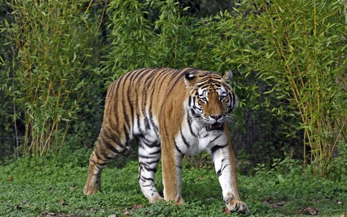 Amur tiger, vilda djur, rovdjur, buskar, tiger, gr&#228;s