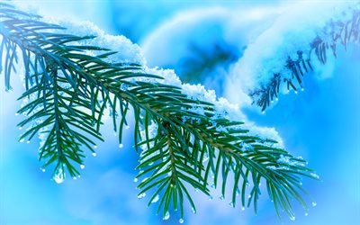 Christmas tree branch, 4k, winter, christmas backgrounds, green fir-tree, blue winter backgrounds, nowy tree branch