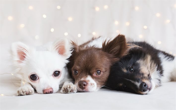 small dogs, chihuahua, cute animals, puppies