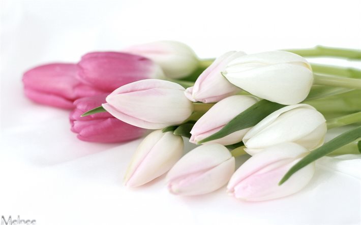 le printemps, les tulipes, fleurs de printemps, les tulipes roses, bouquet de tulipes