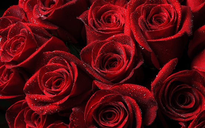 roses rouges, de ros&#233;e, de bourgeons, de gouttes d&#39;eau