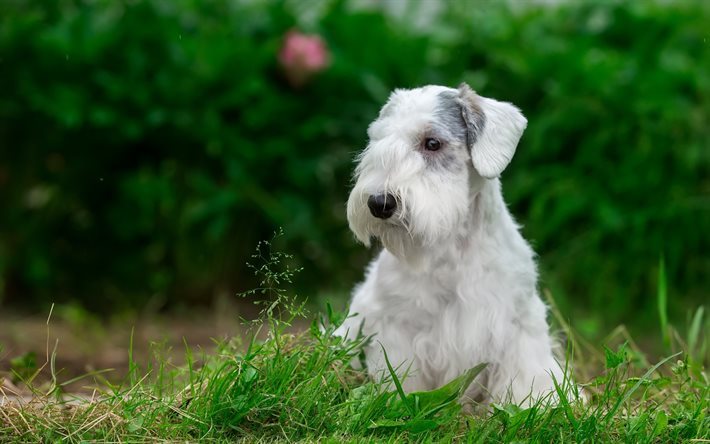 Sealyham Terrier, cucciolo, erba, cani