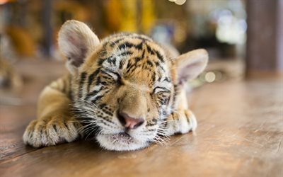 little tiger, cute animals, predators, sleeping tiger cub, wild cats, wild animals, tigers