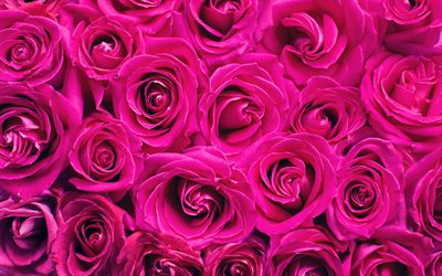pourpre des roses, 4k, violet fleurs, bokeh, de roses, de bourgeons, de violet, bouquet de roses, de belles fleurs, des arri&#232;re-plans avec des fleurs, des bourgeons pourpres