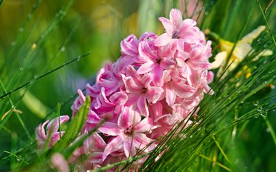 Hyacinth, pink flower, spring flowers, green grass, pink hyacinth, pink spring flowers