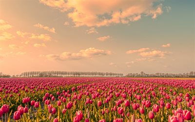 campo di tulipani, tramonto, sera, fiori, tulipani, tulipani rosa, paesi Bassi