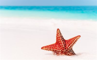 rosso, stella di mare, spiaggia, mare, sabbia, estate, viaggio, stelle marine nella sabbia