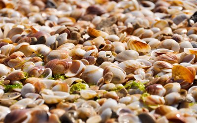 wet shells, macro, shells textures, background with shells, seashells, shells