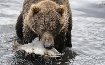 brown bear, fishing, bear caught fish, salmon, river, wildlife, bears
