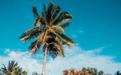 palms, blue sky, tropical island, coconuts, palm leaves, clouds