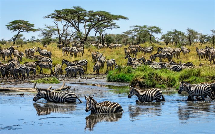 Zebras, Africa, Lake, herd, savannah, wildlife, Zebra