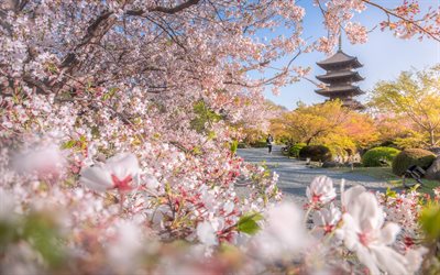 To-ji Temple, spring, Kyoto, Buddhist temple, sakura, cherry blossom, morning, park, Japan