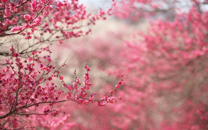 Primavera, sakura, jardim primavera, flores cor de rosa, flor de cerejeira