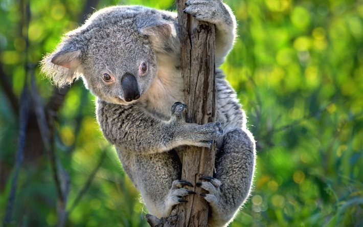 Les koalas, les kangourous, arbre, Australie, animaux mignons