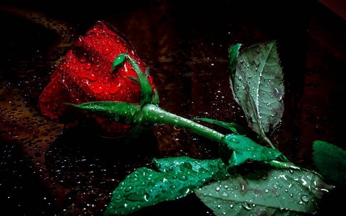 ruusut, veden tippaa, kaste, punainen ruusu, l&#228;hikuva