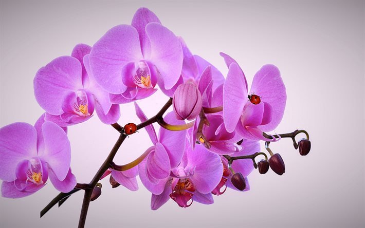 Pink orchid, tropical flowers, orchid branch, beautiful flowers