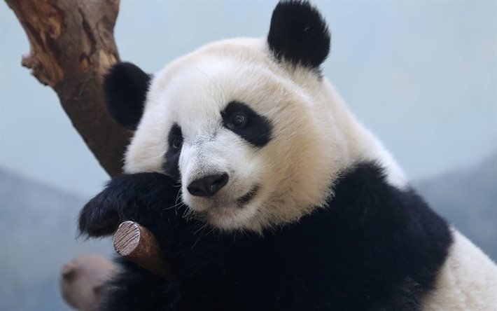 Panda, Japani, karhu, wildlife, iso panda