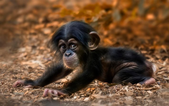 chimpanz&#233;, singe, cub, des animaux mignons