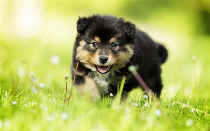 Peque&#241;o perro, cachorro, finland&#233;s lappphund, verde hierba, animales lindos