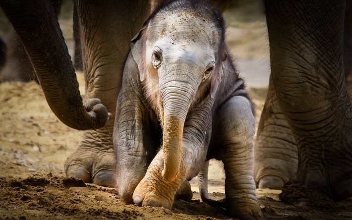 o pequeno elefante, filhote, &#193;frica, elefantes, animais fofos