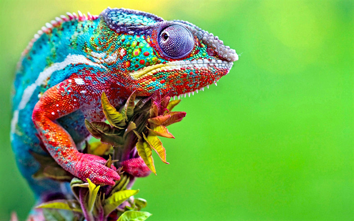 Kameleont med flera olika färger