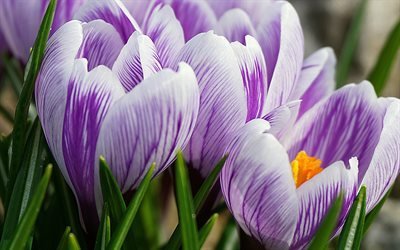 rosa-viola crochi, fiori di primavera, sfondo con crochi, crochi viola, fiori, crochi