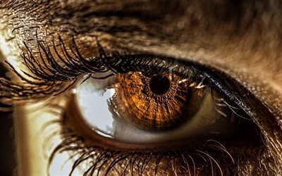 female eye, macro, brown eyes, human eye, bokeh, eyes