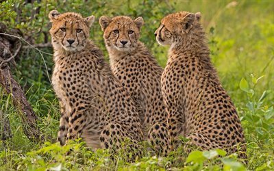 4k, three cheetahs, savannah, wildlife, Africa, predators, cheetahs, Acinonyx jubatus