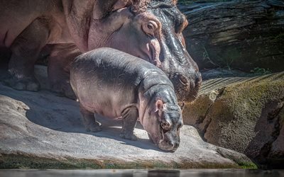 little hippo, cute animals, hippo with mom, big hippo, family, hippos