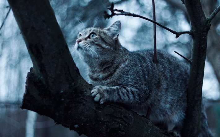 cat, tree, hunting