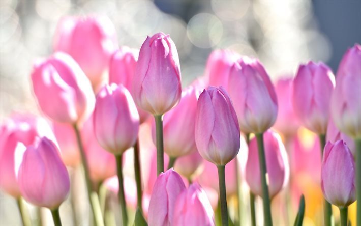tulipani, tulipani rosa, fiori di campo, fiori rosa