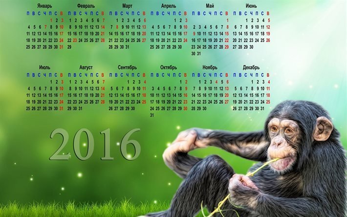 calendar, 2016, chimpanzees
