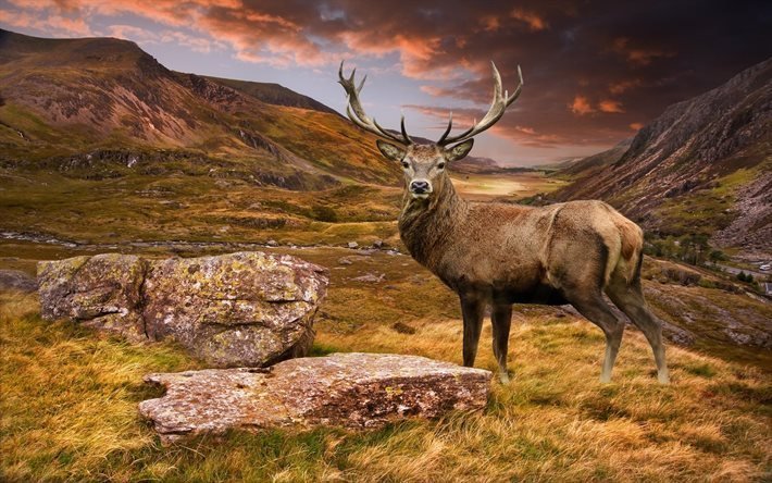 el ciervo, la monta&#241;a, el paisaje, la vida silvestre