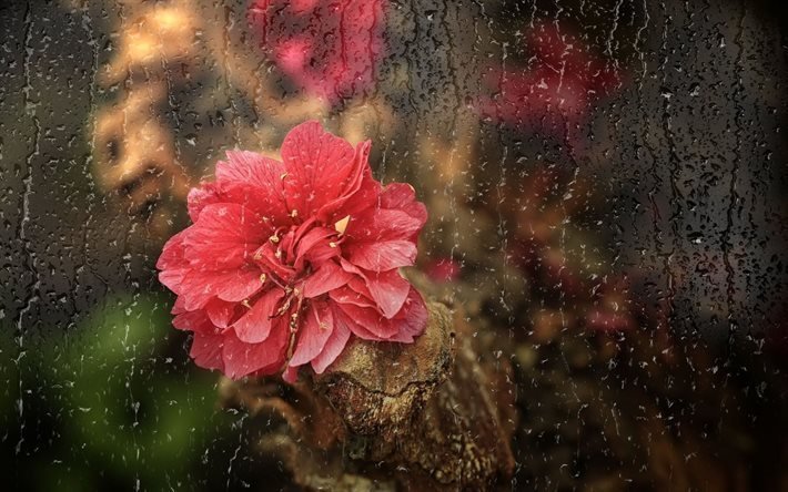 rain, flower, glass
