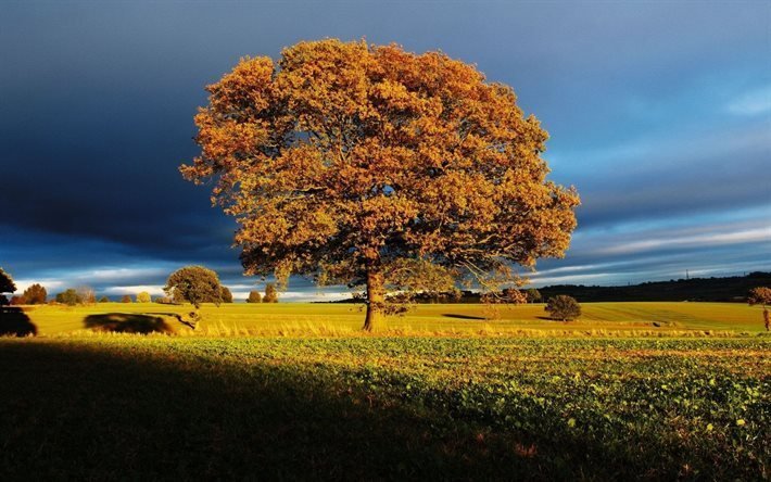 storm clouds, golden autumn, lonely tree