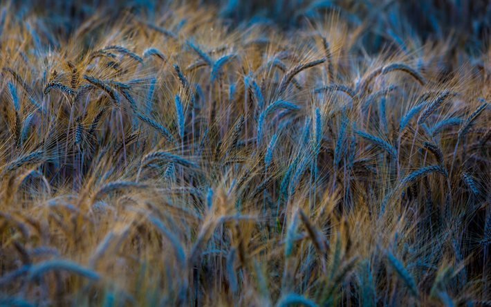 nature, field, wheat, spikelets