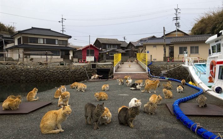aoshima, isola dei gatti, prefettura di miyazaki, giappone