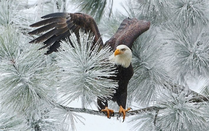 bald eagle, haliaeetus leucocephalus, north america