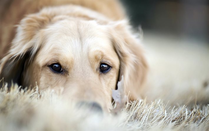 Golden Retriever, dogs, muzzle, blur, labrador